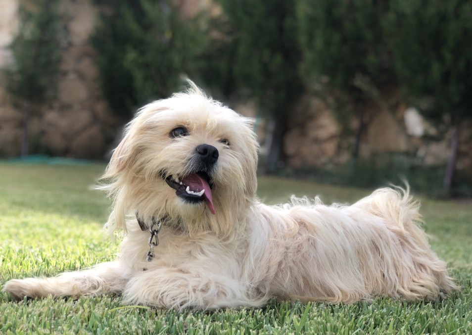 Best Apartments For Dogs In Houston